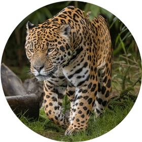 Sertifioitu sademetsän suojeluhanke.