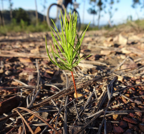 Kun pieni teko kasvaa suureksi – päästöjen hyvitys kotimaisella metsityksellä