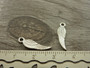 Siipiriipus, 18x5mm, kirkashopea, 1kpl