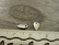 Lehtiriipus, 7x4mm, kromi, 1kpl