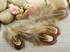 Kanan höyheniä, n.4-8cm, ruskea, 10kpl