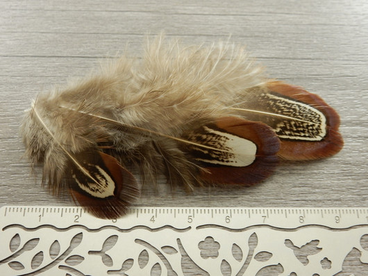 Kanan höyheniä, n.4-8cm, ruskea, 10kpl