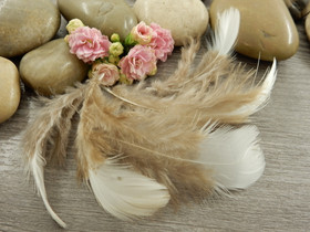 Kanan höyheniä, n.4-8cm, valko-ruskea, 10kpl