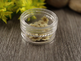 Kuivakukka rasia, 7mm, luonnonvalkoinen, 1kpl