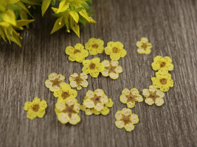 Kuivakukka rasia, 7mm, keltainen, 1kpl