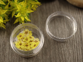 Kuivakukka rasia, 7mm, keltainen, 1kpl