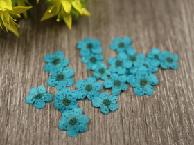 Kuivakukka rasia, 7mm, turkoosi, 1kpl
