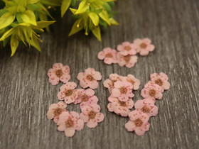 Kuivakukka rasia, 7mm, vaaleanpunainen, 1kpl