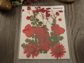 Kuivakukkalajitelma, 120x85x0.3mm, punainen, 1kpl