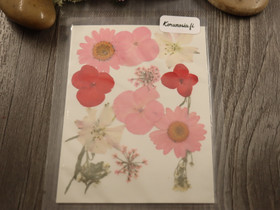 Kuivakukkalajitelma, 120x85x0.3mm, useita sävyjä, 1kpl