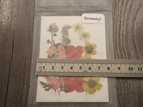 Kuivakukkalajitelma, 99x74x1mm, useita sävyjä, 1kpl