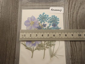 Kuivakukkalajitelma, 99x74x1mm, useita sävyjä, 1kpl