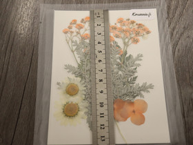 Kuivakukkalajitelma, 120x85x0.3mm, useita sävyjä, 1kpl