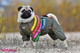 ForMyDog raita talvihaalari urosmalli XS