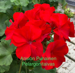 Ansion punainen