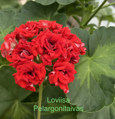 Loviisa