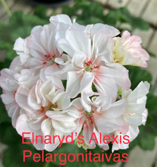 Elnaryds Alexis