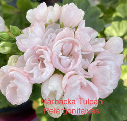 Mårbacka Tulpan