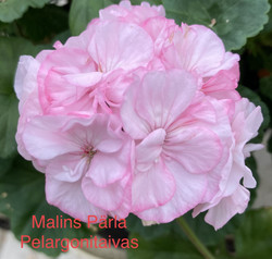 Malins Pärla