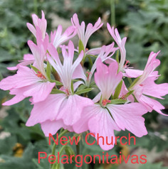 New Church