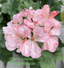 Diane Louise