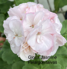 Gloria Jasmine