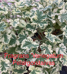 Fragrans Variegatum