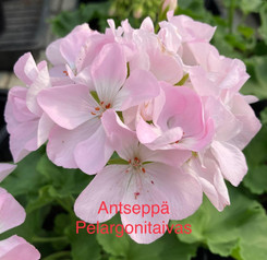Antseppä