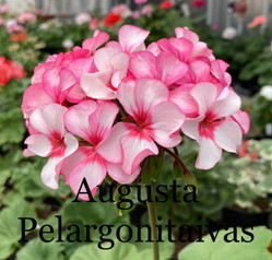 Augusta