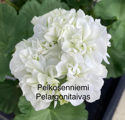 Pelkosenniemi