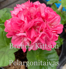 Brenda Kittson