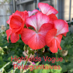 Highfields Vogue