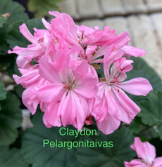 Claydon
