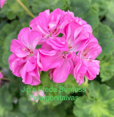 Jip’s Freda Burgess