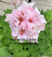 Rushmore Golden Girl