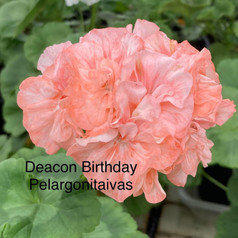 Deacon Birthday