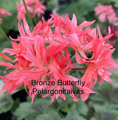 Bronze Butterfly