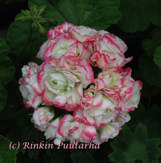 Appleblossom Rosebud