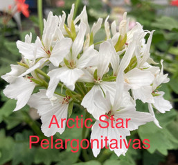Arctic Star