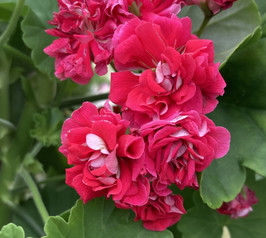 Cook’s Pink&White