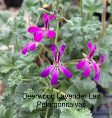 Deerwood Lavender Lad