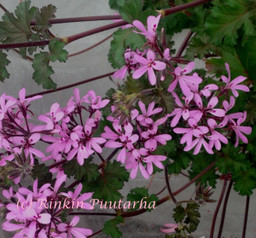 Deerwood Lavender Lass