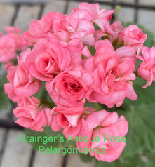 Graingers Antique Rose