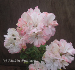 Jip’s Rosy Glow