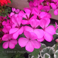 Kreikkalainen Jätti