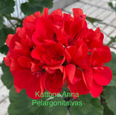Kättbos Anna