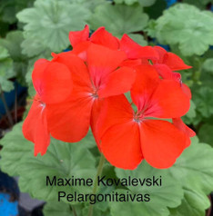Maxime Kovalevski