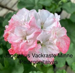 Odensjö Vacraste Minne