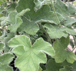 P. tomentosum, piparminttupelargoni