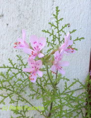 P. denticulatum ’Pine’